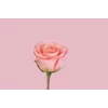 Kép 5/9 - Liebherr CNclr 5203 TrendColours alulfagyasztós hűtő LovelyRose 186x60x68cm