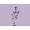 Kép 5/8 - Liebherr CNctl 5203 TrendColours alulfagyasztós hűtő TenderLavender 186x60x68cm