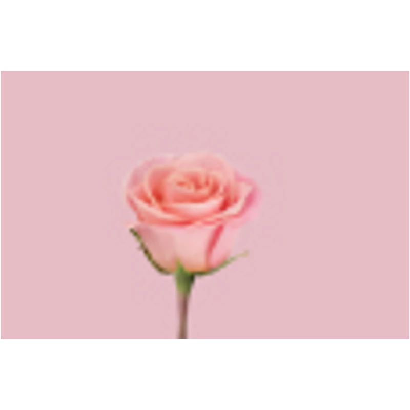 Liebherr CNclr 5203 TrendColours alulfagyasztós hűtő LovelyRose 186x60x68cm