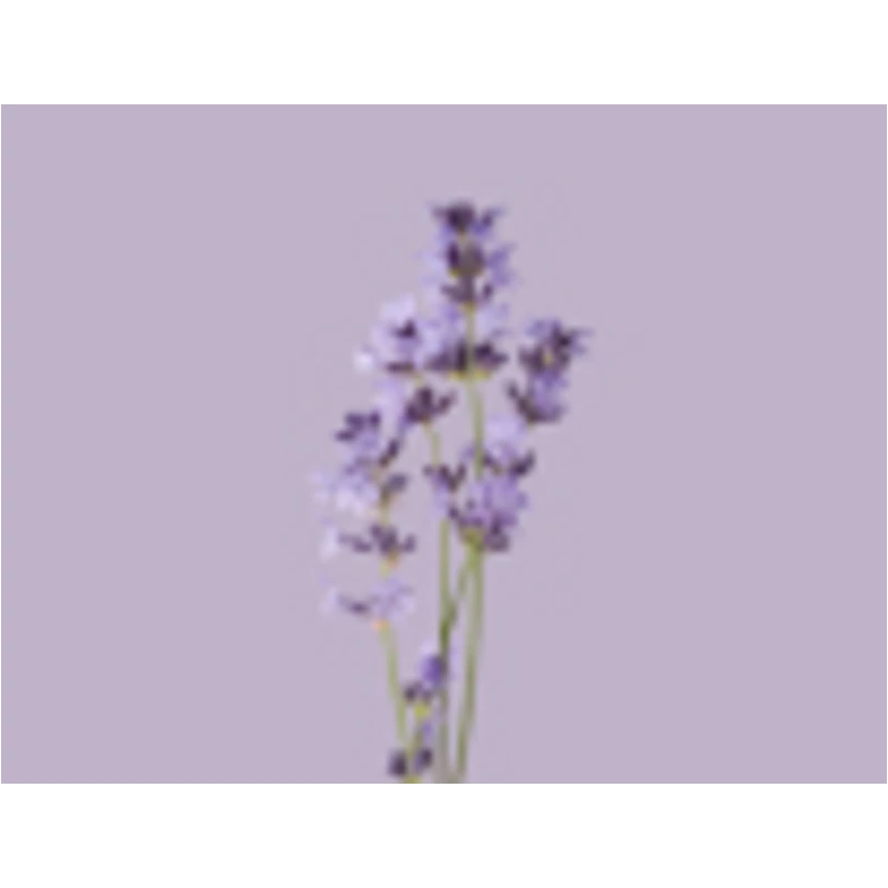 Liebherr CNctl 5203 TrendColours alulfagyasztós hűtő TenderLavender 186x60x68cm